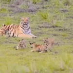 जंगल में कबड्डी खेलते बाघ के शावक: वीडियो ने जीते करोड़ों